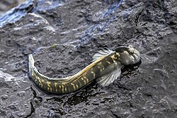 <p>Blenniidae</p>