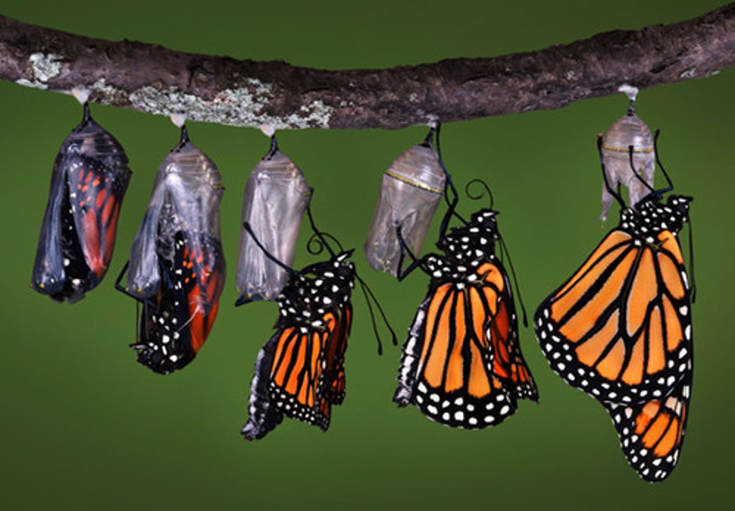 <p>transformation</p>
