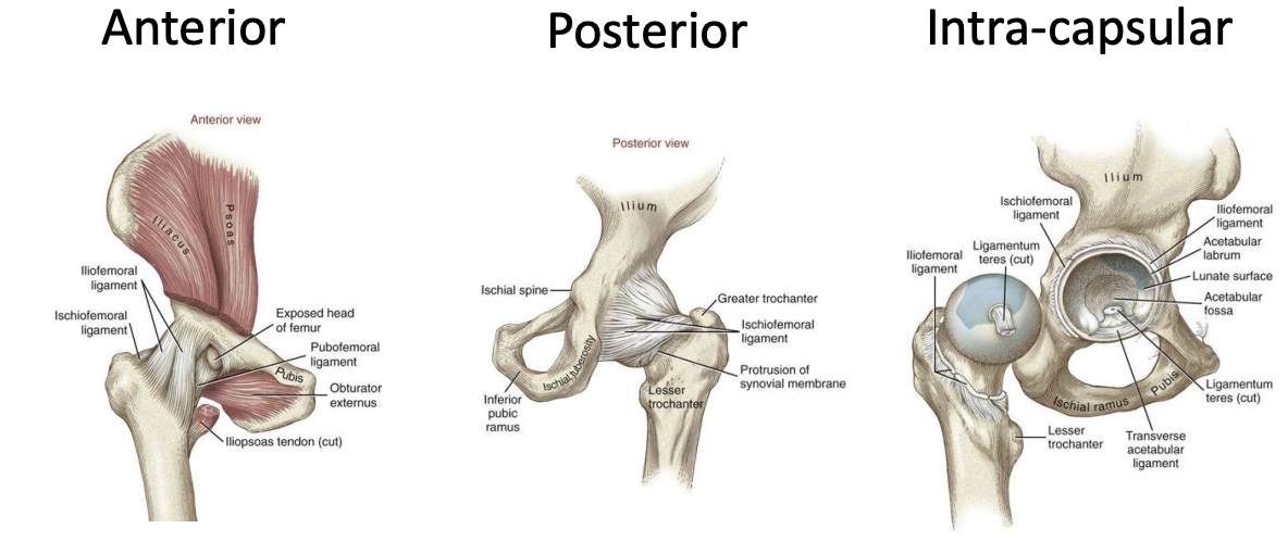 <p>anterior, posterior, intra-capsular </p><p>general concept: ligaments LAX in flexion and TAUT in extension → capsular and ligamentous twist </p>