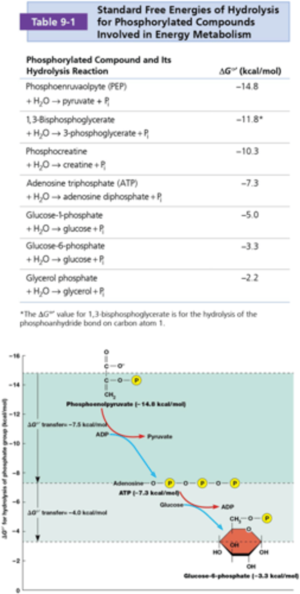 <p>nee, op de y-as en in de tabel zie je hoeveel energie vrijkomt wanneer bepaalde stoffen hun fosfaatgroep breken = fosfotransferpotentiaal</p><p>Alle processen in het diagram zijn exergonisch, je ziet dat ATP in het midden staat, die kan dus zowel donor als acceptor (ADP) zijn van fosfaatgroepen!</p>