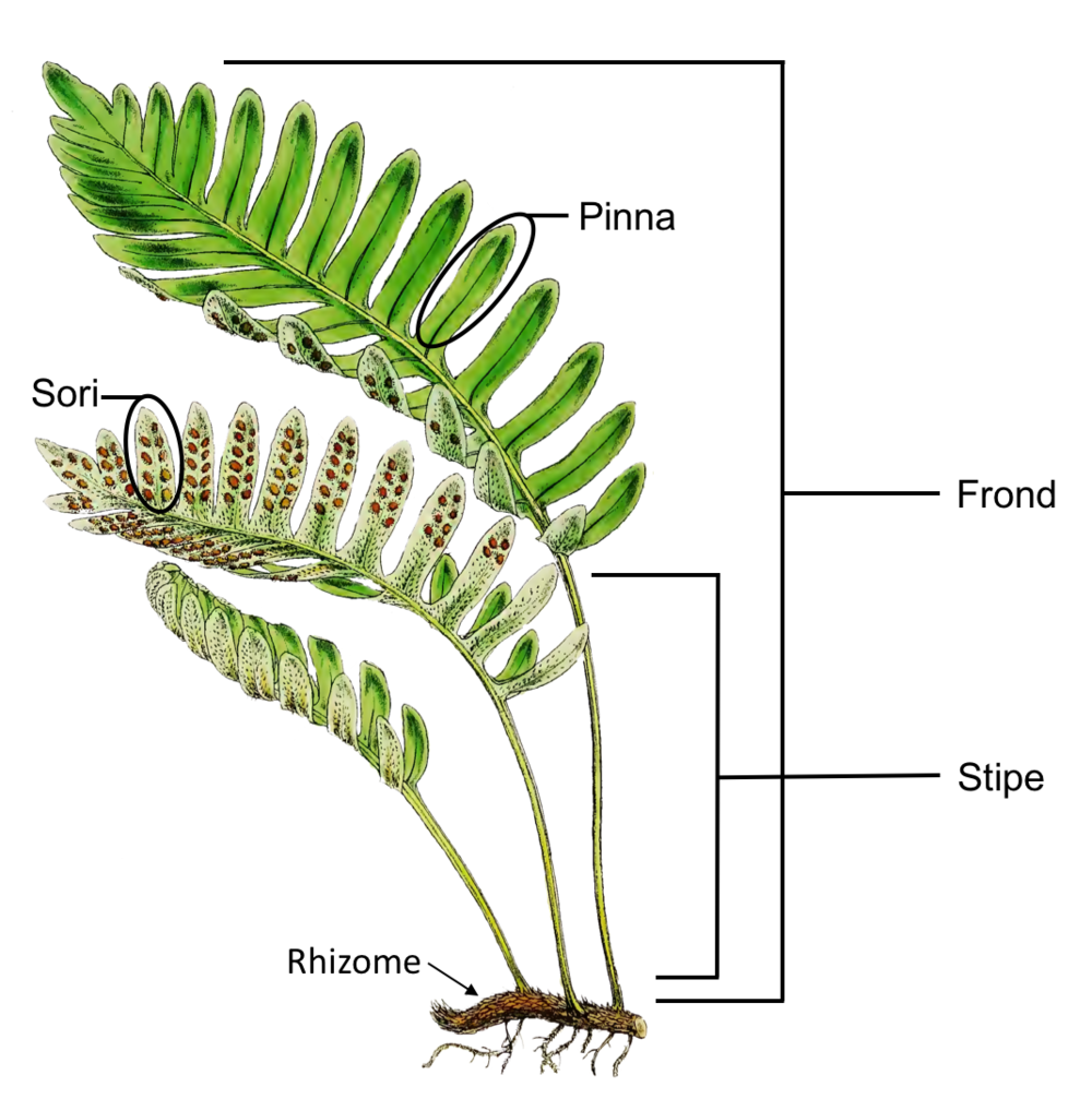 <p>most have horizontal rhizome with roots; vascular tissue (phloem and xylem); alternating leaves (frond) with most blades pinnate; most not poikilohydric</p>