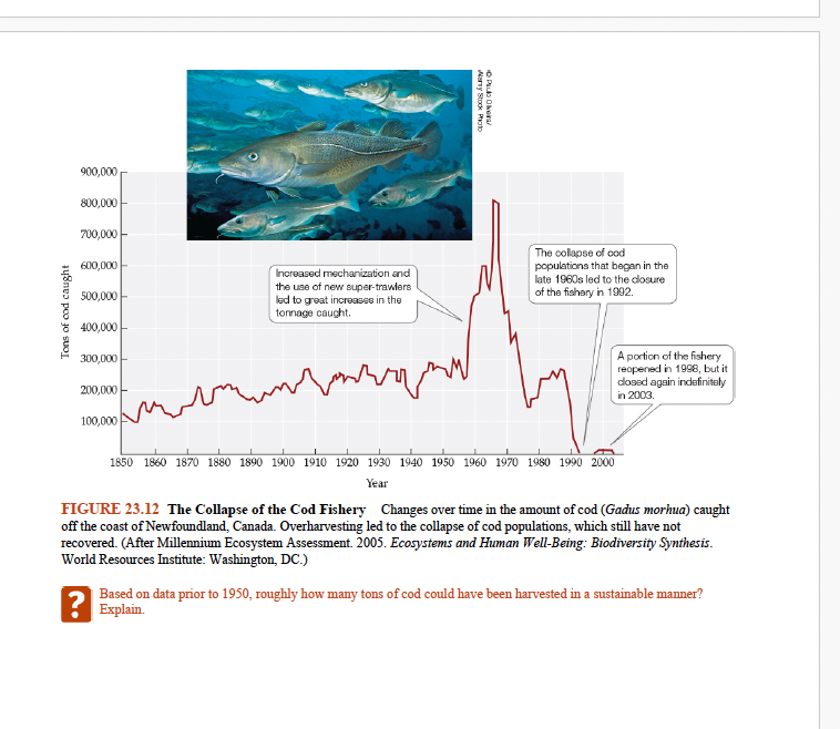 <p>What does <strong>Figure 23.12</strong> show about cod fishery collapse?<br></p><p class=""></p>