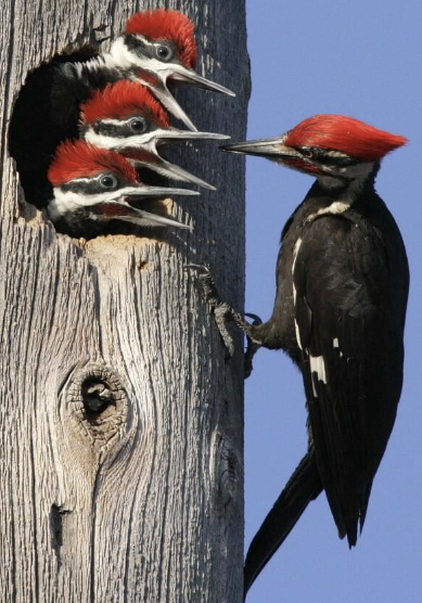 <ul><li><p>largest woodpeckers found in montane forest</p></li><li><p>provide holes for many other species</p></li><li><p>eat carpenter ants in dead/dying trees</p><ul><li><p>don’t kill trees</p></li></ul></li></ul><p></p>