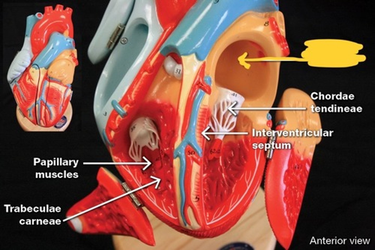 knowt flashcard image