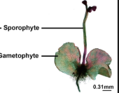 <p>sporophyte and gametophyte in a fern</p>