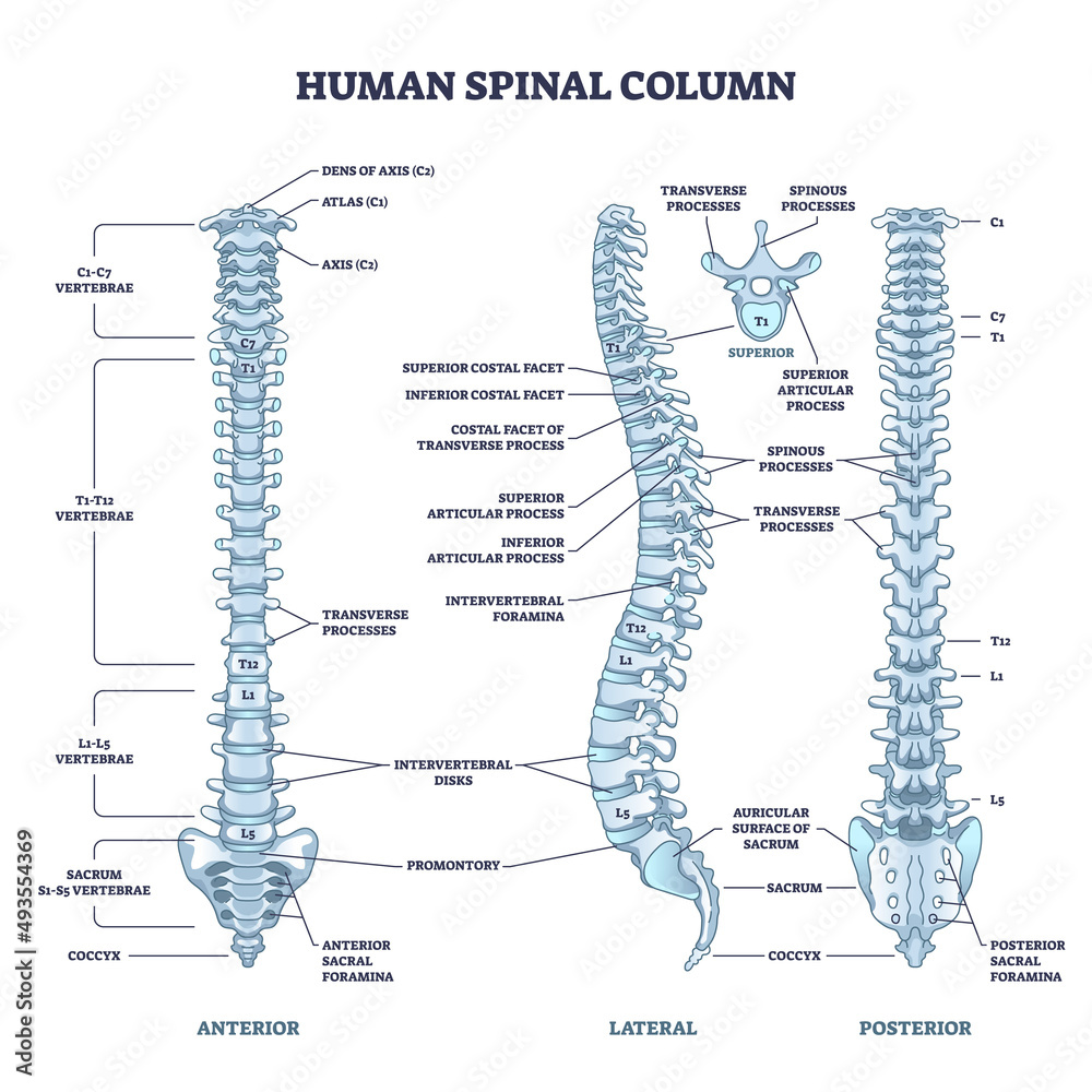 <p>hold the skull; first vertebra of the cervical vertebrae</p>
