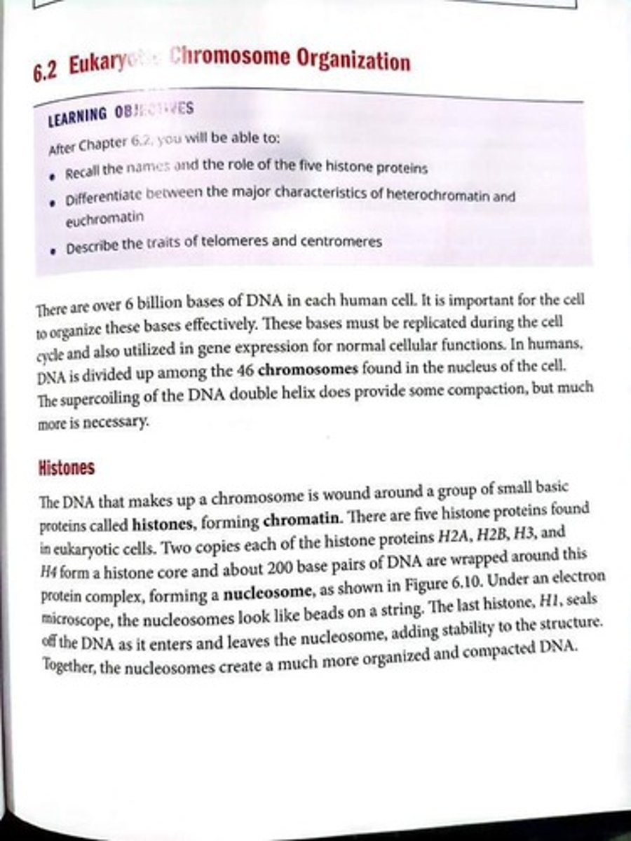 <p>Basic proteins around which DNA is wound to form chromatin.</p>