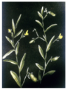 <p>Pyrrolizodine alkaloids (liver disease 2ndary photosens)</p>