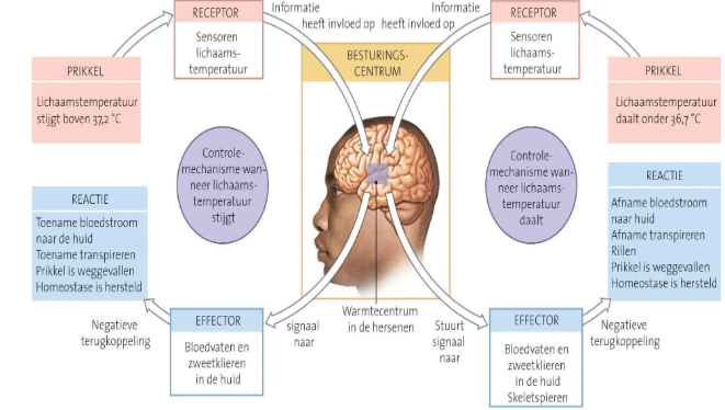 <ul><li><p>huid en onderhuids weefsel vormen warmte-isolerende laag</p></li><li><p>warmte productie door spiercellen en lever</p></li><li><p>bevat zintuigen die warmte en koude kunnen registreren + info doorgeven aan thermoregulatiecentrum</p></li></ul><p></p><ul><li><p>stijging lichaamstemperatuur: aantal reflexen</p><ul><li><p>vasodilatatie</p></li><li><p>verhoging zweetproductie = warmteafgifte</p></li></ul></li><li><p>daling lichaamstemperatuur: aantal reflexen</p><ul><li><p>vasoconstrictie</p></li><li><p>zweetproductie daling</p></li><li><p>buig- en strekspieren tegelijk samentrekken = rillen = warmteproductie toenemen</p></li><li><p>spiertjes rond haartjes trekken samen = kippenvel = lucht tussen haartjes kan niet meer bewegen = minder warmteafgifte door geleiding</p></li></ul></li><li><p>spontane warmteverlies door lagere omgevingstemperatuur dan lichaamstemperatuur = verdamping</p><ul><li><p>opp groter = meer warmte afgeven</p><ul><li><p>kinderen verhouding huidopp / lichaamsgewicht is groter dan volwassenen = kinderen sneller afkoelen en sneller te warm hebben</p></li></ul></li></ul></li></ul><p></p>