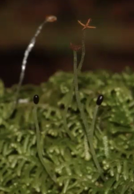 <p>translucent seta that elongates (rather than growing via cell division) after sporogenesis</p><p>capsules contain spores and open up to release them all at once</p>