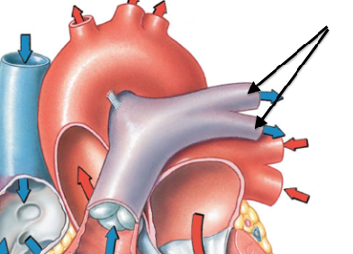 <p>sends deoxygenated blood to the lungs</p>