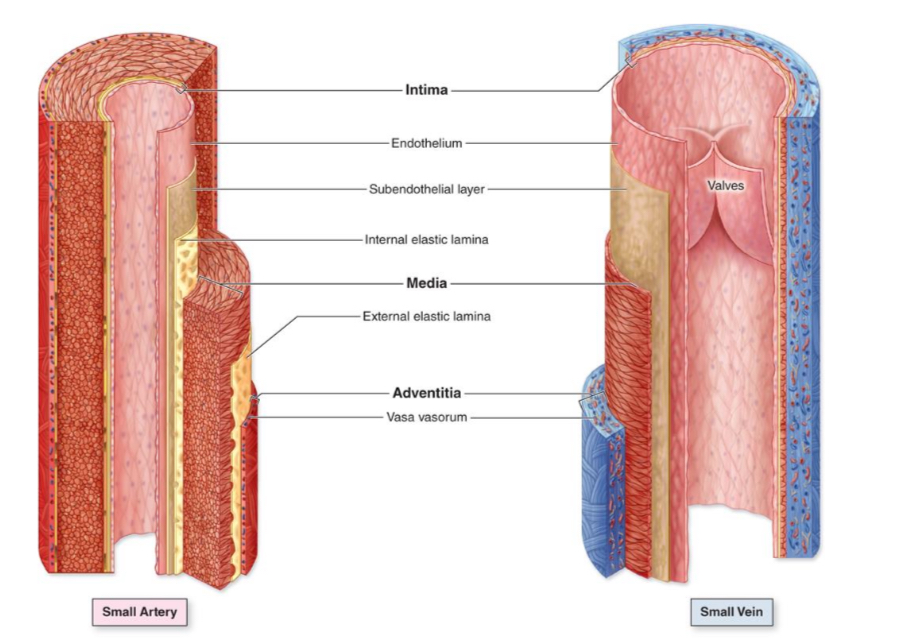 <p><span><strong>Arterijos siena:</strong></span></p><p><span>➢ storesnė</span></p><p><span>➢ storesnis vidurinis sluoksnis, kuriame daugiau raumens ir/ar elastinių skaidulų</span></p><p><span><strong>Venos siena:</strong></span></p><p><span>➢ plonesnė visa siena</span></p><p><span>➢ bet adventicija storesnė</span></p><p><span>➢ turi vožtuvus</span></p>