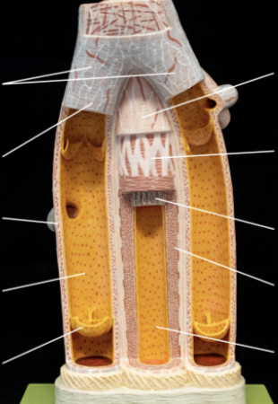 <p>Label vein and artery</p>