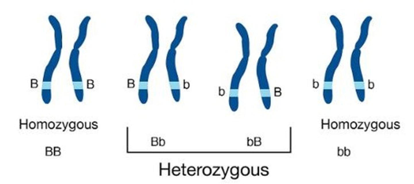 <p>Both alleles are the same length.</p>