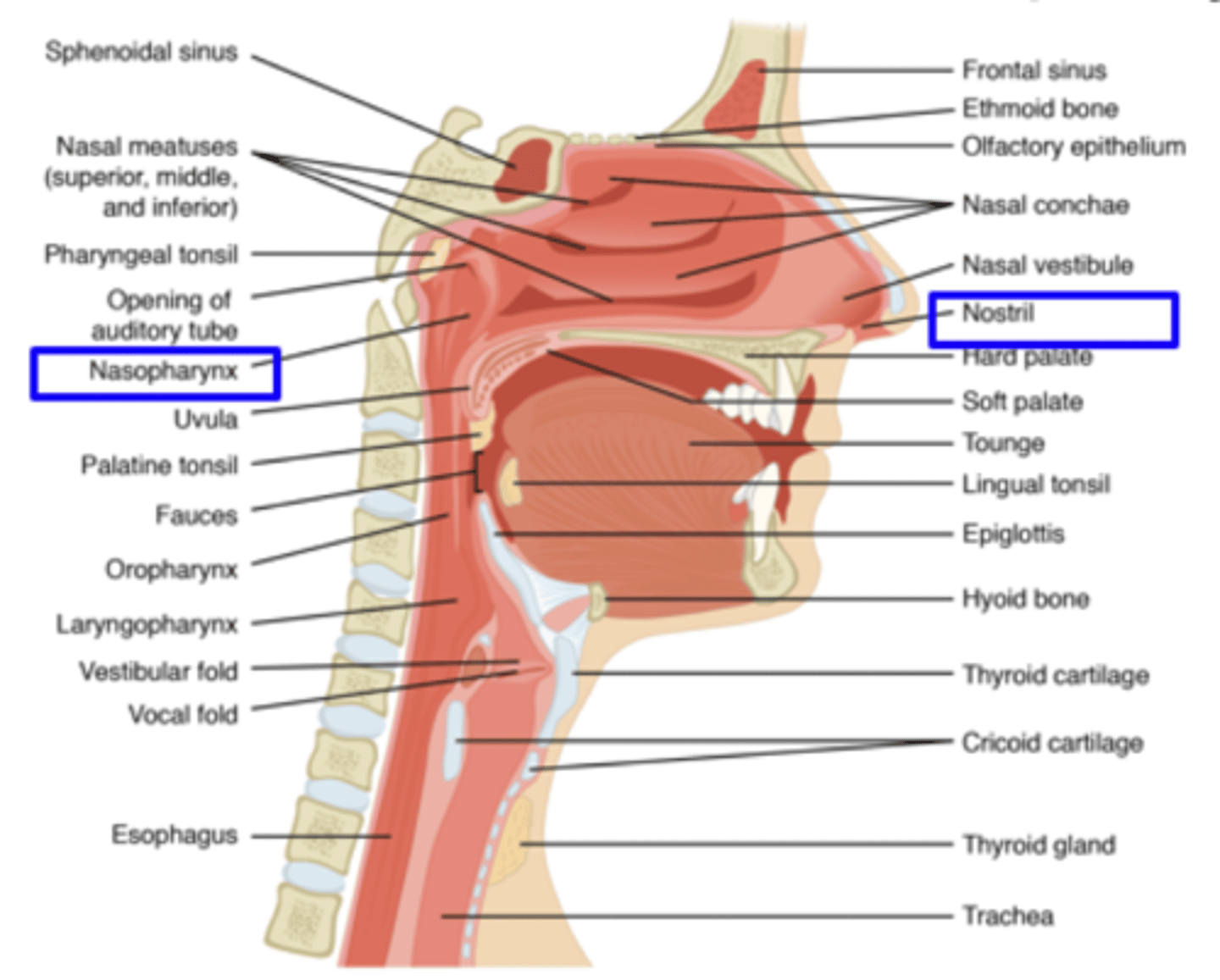 <p>borders: nares/nostrils to nasopharynx</p>