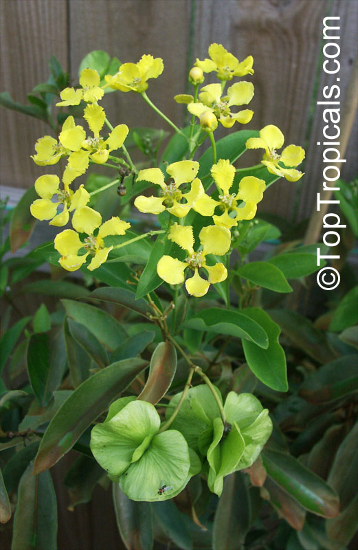 Butterfly vine