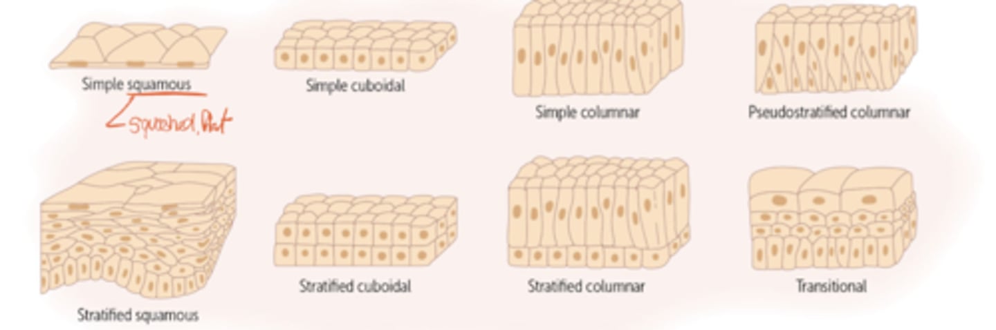 <p>Simple squamous, simple cuboidal, simple columnar, pseudo stratified columnar, stratified squamous, stratified columnar, transitional</p><p>stratified means layered</p>