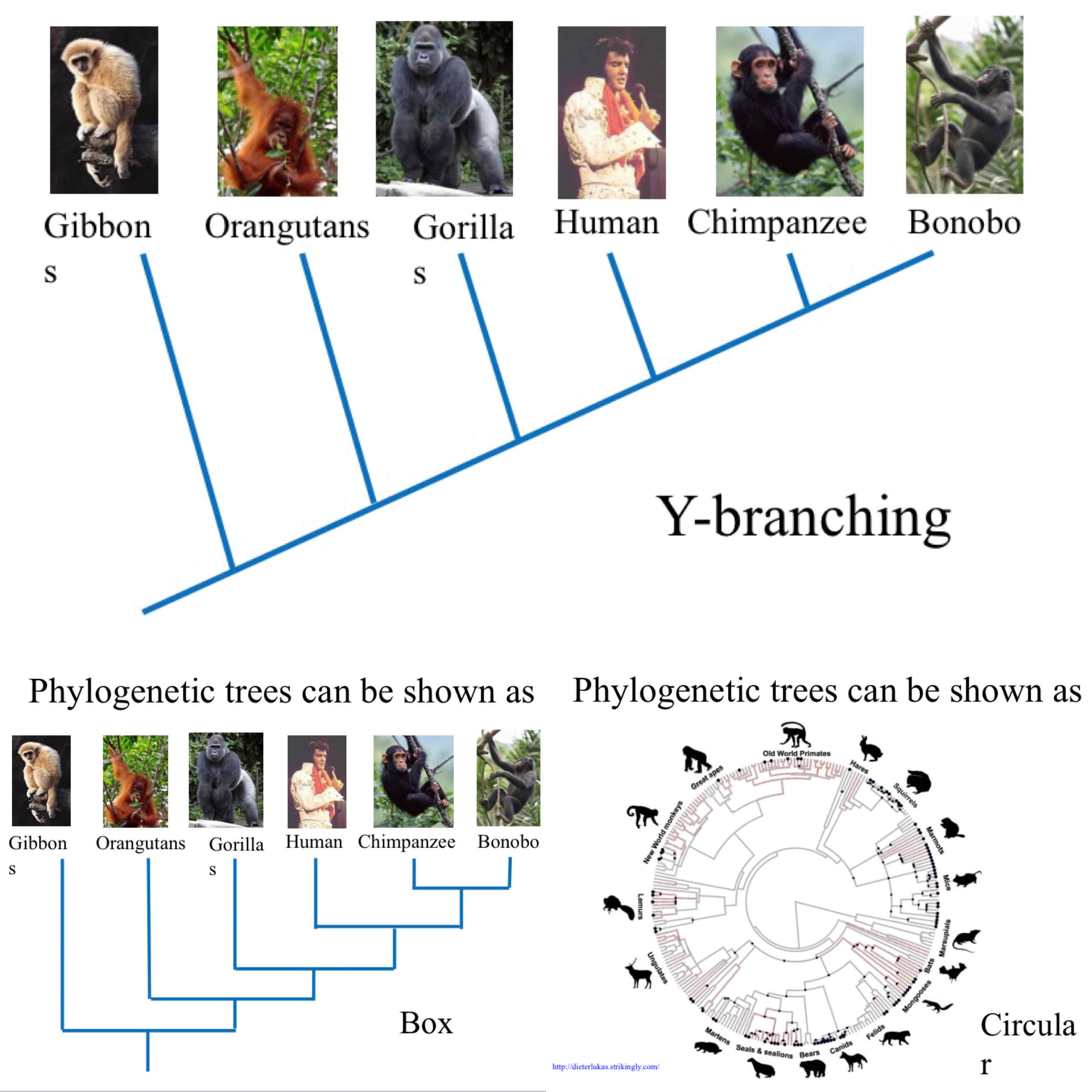 <p>The 3 types of phylogenetic trees </p>