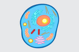 <p>What cell is this?</p>