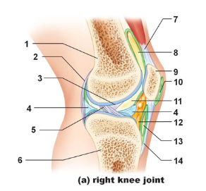 <p>Name the structure indicated by #11</p>