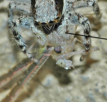 <p>leg like appendages, jointed, feelers for touch sense</p><p>or can be large claws for grasping</p>