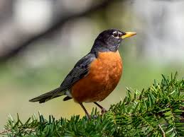 <p>What bird is this?</p>