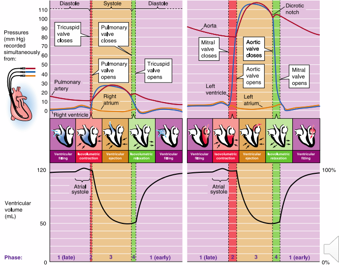 <p>- ventricle cannot relax, fill with blood (diastolic failure)</p><p>- ventricle cannot contract, eject blood (systolic failure)</p>