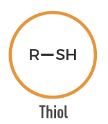 <p>An organic compound containing a sulfhydryl group (-SH) attached to carbon.</p>