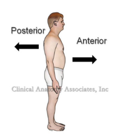 <p>Posterior</p>
