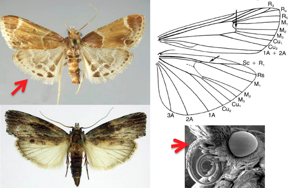 <ul><li><p>Proboscis scaled</p></li><li><p>Labial palps often large and projecting forward (“snout”)</p></li><li><p>Maxillary palpi 3 or 4-segmented</p></li><li><p>HW more rounded and often broader than elongate-triangular FW</p></li><li><p>FW with Cu appearing 4-branched</p></li><li><p>HW with 3 anal veins and Sc + R<sub>1</sub> and Rs fused byond discal cell, then separating</p></li><li><p>Size small to medium (wingspan 9-37 mm)</p></li></ul><p></p>