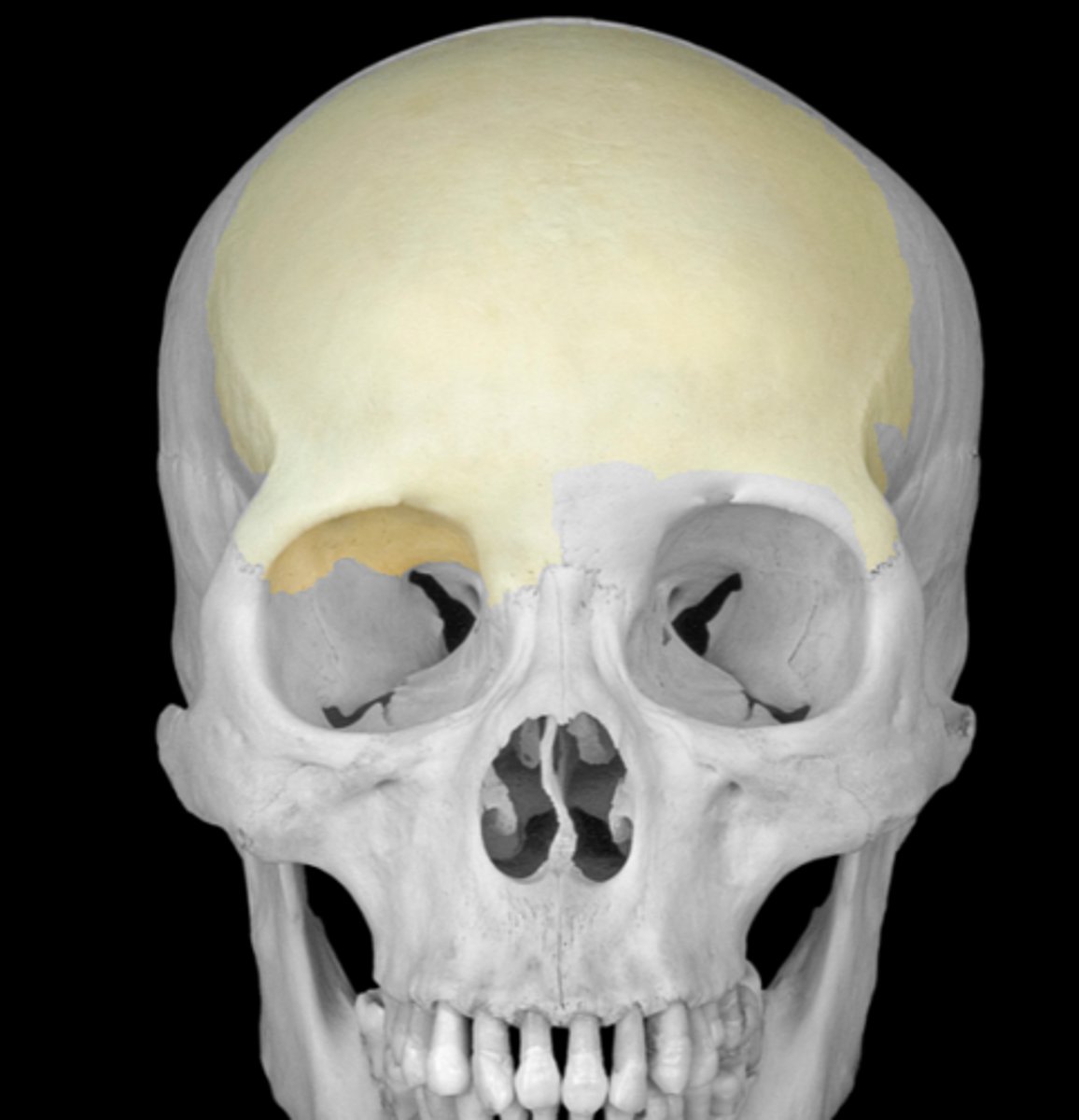 <p>forehead and roof of orbits</p>