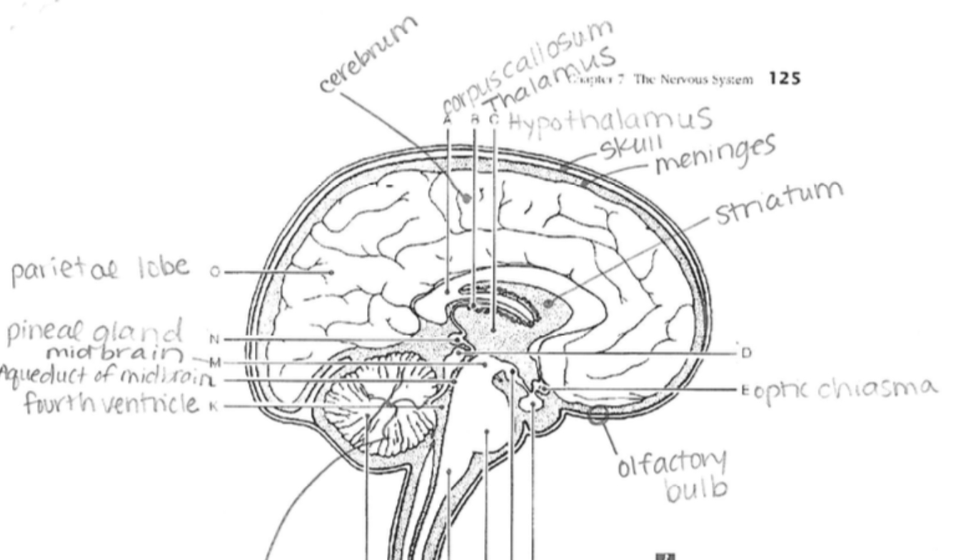 <p>Cerebrum</p>