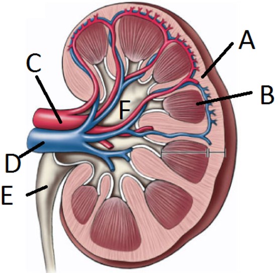<p>What structure is indicated by D</p>