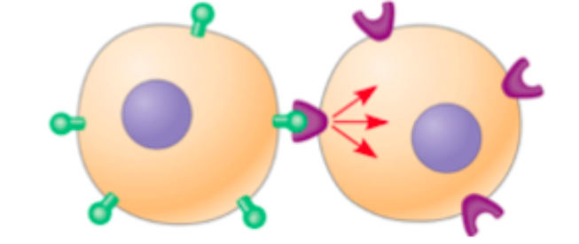 <p>complementary cell-surface molecules between adjacent cells can interact and bind to each other</p><p>ex. receptor/antigen interaction in immune system</p>