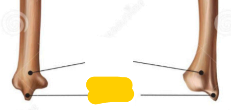 <p><span>quel est cette partie? de ulna</span></p>