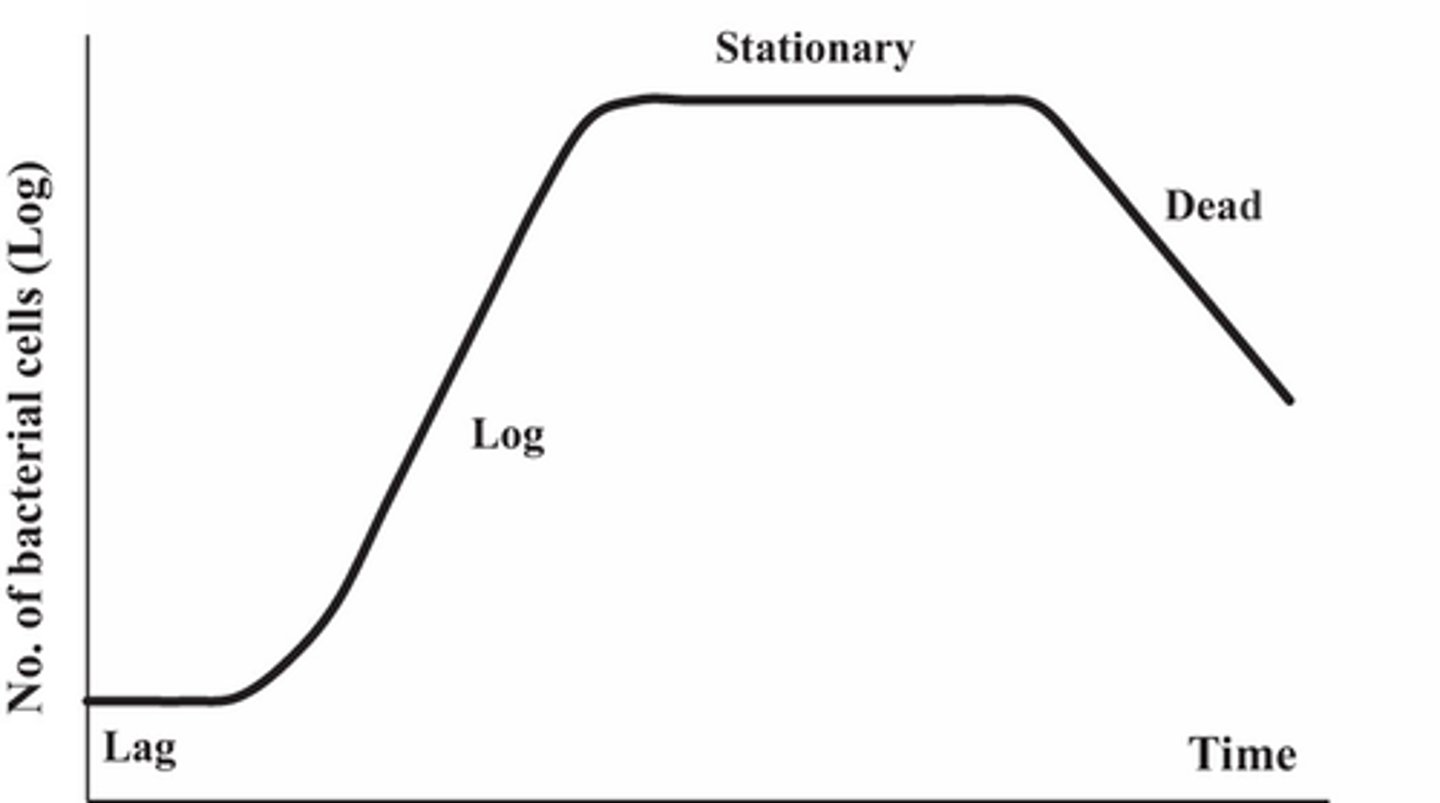 <p>Lag, exponential, stationary, death (decline)</p>