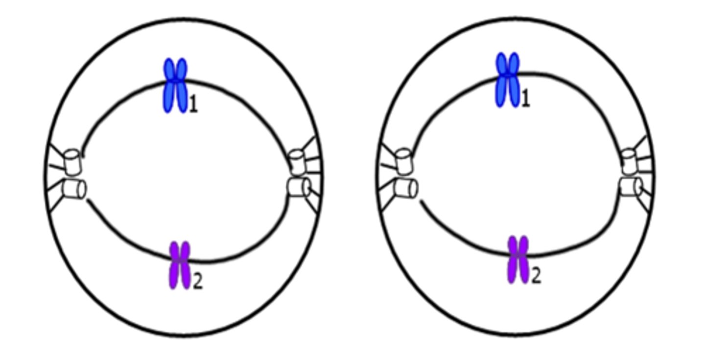 <p>Chromosomes line up in the middle</p>