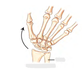 <p>Movement term </p>