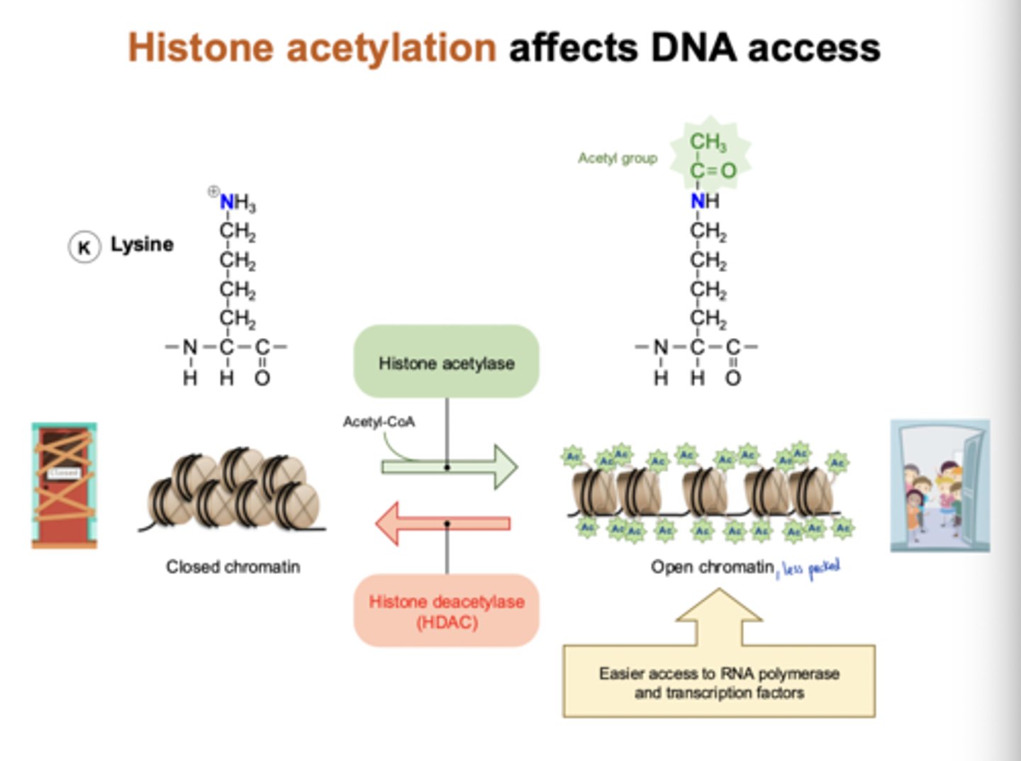 <p>histone acetylation opens chromatin</p><p>- open chromatin is easier to access by RNA pol and TFs</p>