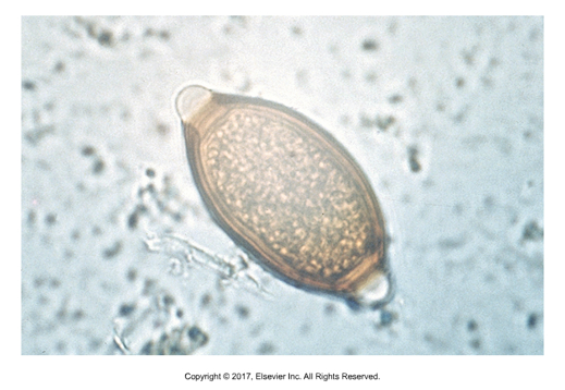 <p>Single-cell stage within egg shell, oviparous</p>
