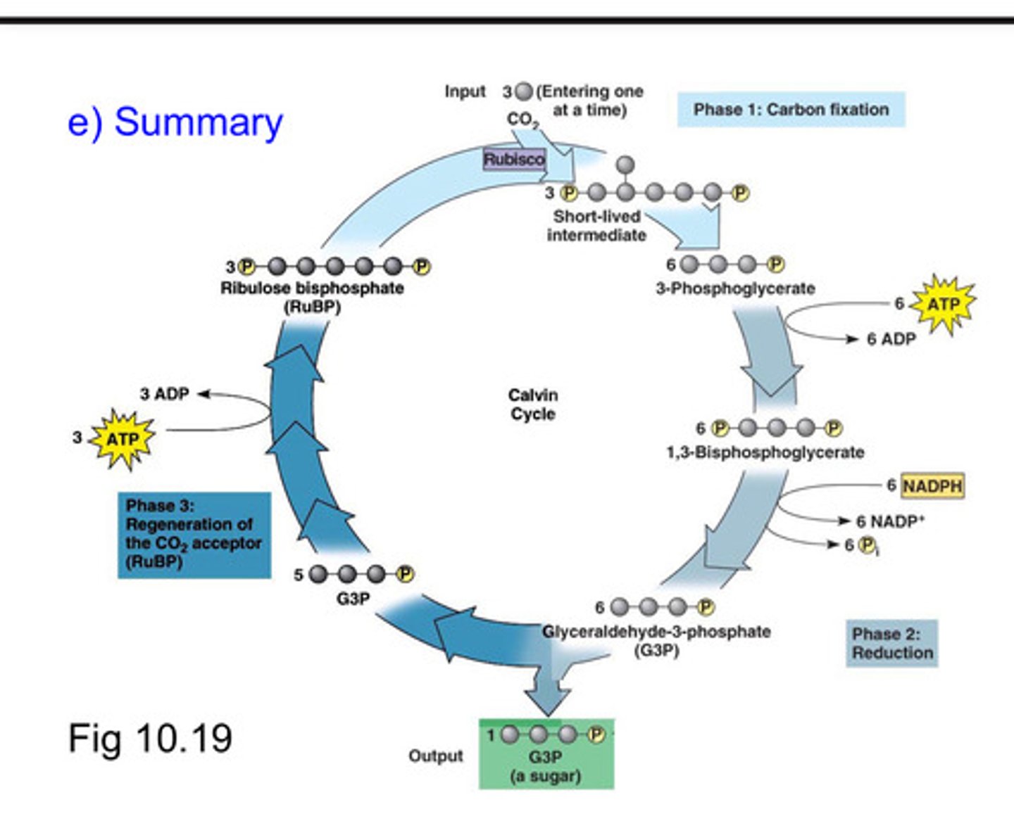 <p>- Series of enzyme-assisted chemical reactions powered by ATP and NADPH that produce three-carbon (3-C) sugars from CO2 and the H+ from water.</p><p>- The cycle happens twice and then these 3-C sugars combine to make glucose = C6H12O6</p>