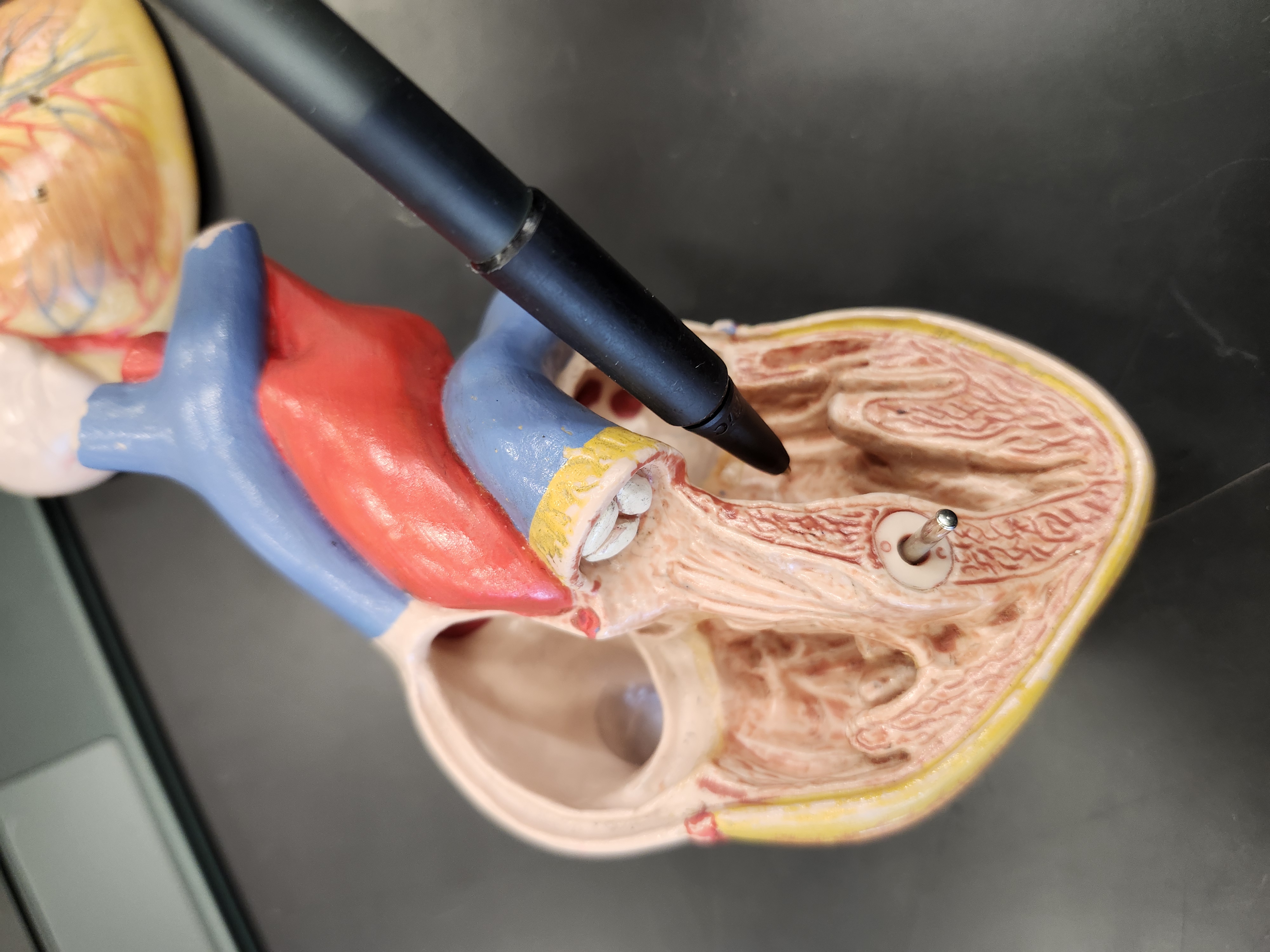 <p>Function?</p>
