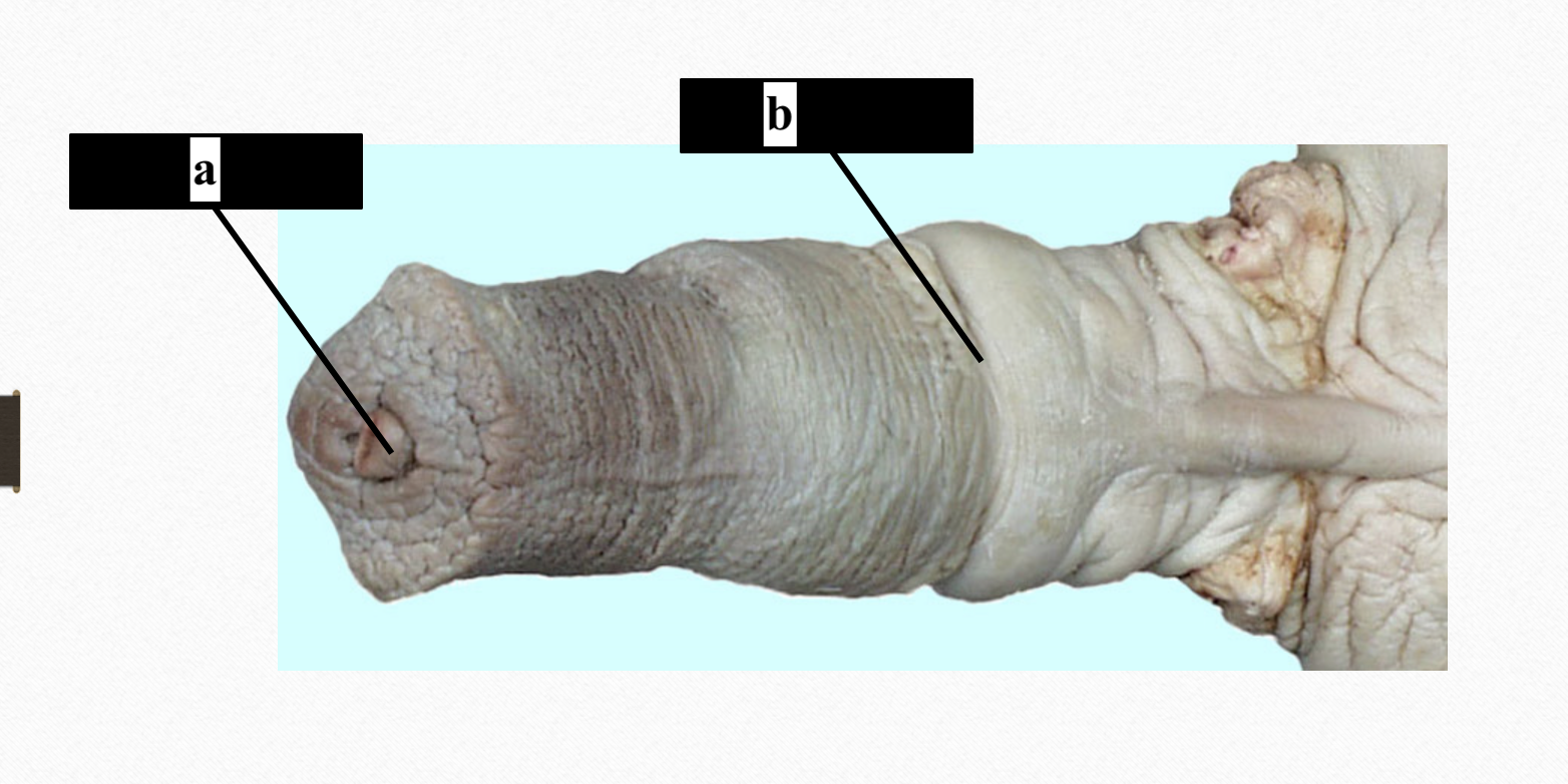 <p>a</p>