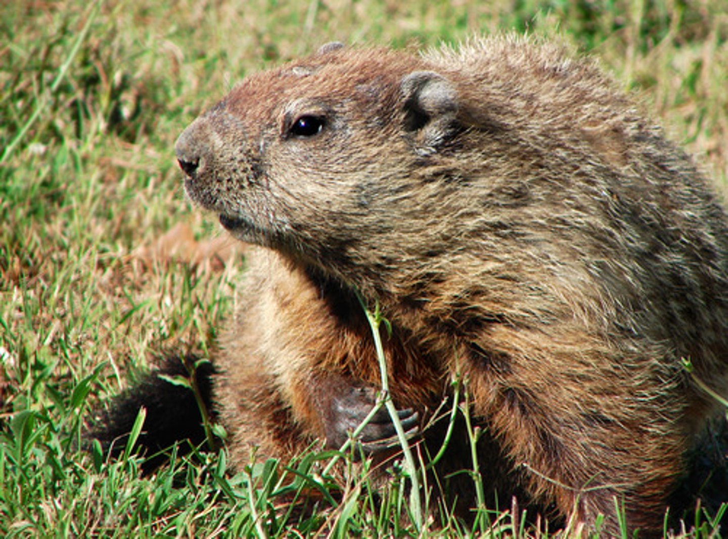 <p>woodchuck</p>