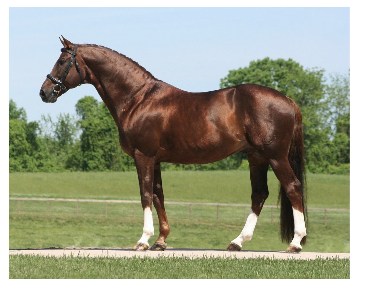 <p>what kind of horse is this?</p>