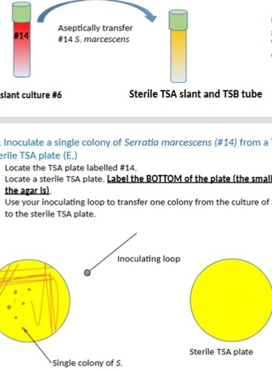<p>TSA = solid growth; TSB = broth; plate = colony isolation</p>