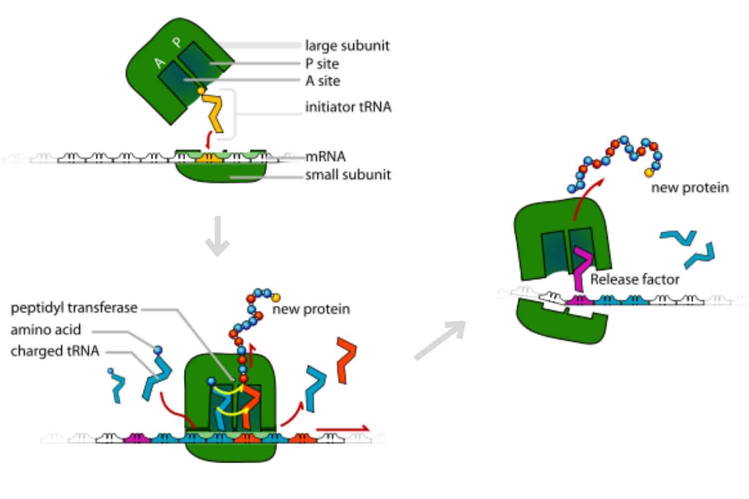 <p>the second tRNA molecule attaches to the second site of translation, <em>amino acid</em> from the first <em>tRNA</em> is transferred to the <em>amino acid</em> on the second <em>tRNA, t</em>he first <em>tRNA</em> exits, the <em>ribosome</em> moves, a new <em>tRNA</em> enters</p>