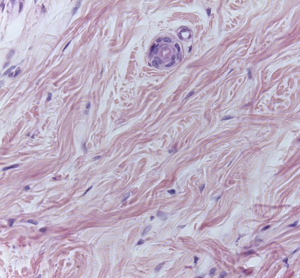 <ol><li><p><strong>Name the tissue type</strong></p></li><li><p><strong>Name the cell type</strong></p></li></ol><p></p>