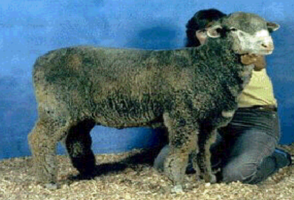 <p>France; largest, horned or polled rams, polled ewes, dominate in numbers in the US - 90% to 95% of range flocks, and range flocks are about 90% of total sheep </p>