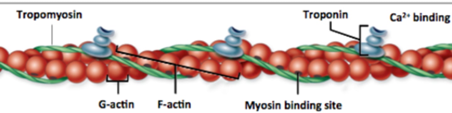 <p>A fibrous protein made of a long chain of G actin molecules twisted into a helix; main protein of the thin myofilament</p>